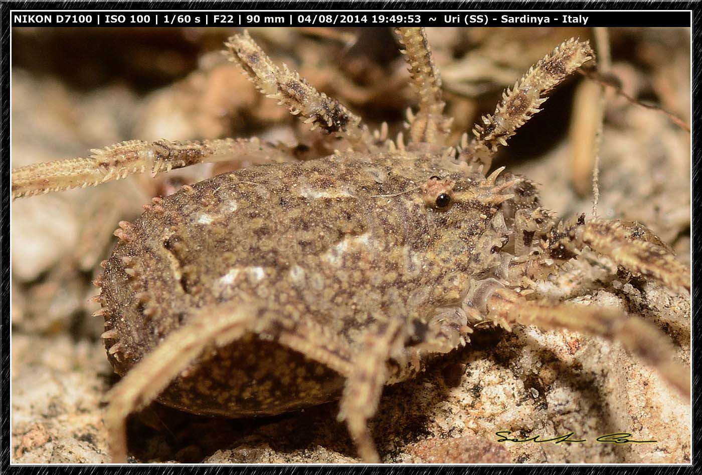 Lacinius horridus (Panzer, 1794)